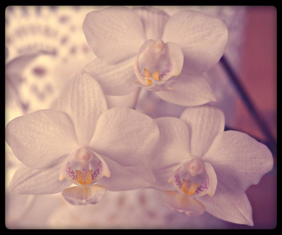 Orchideen