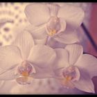 Orchideen