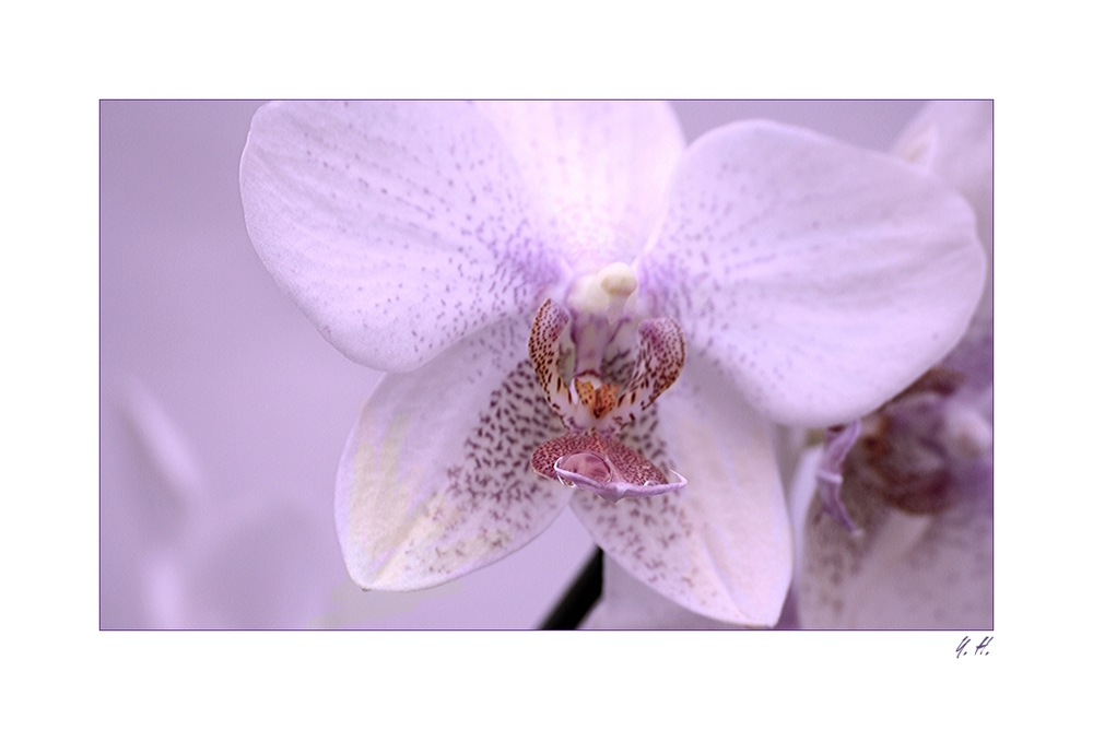 Orchideen