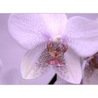 Orchideen