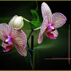 Orchideen