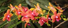 Orchideen  