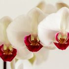 Orchideen