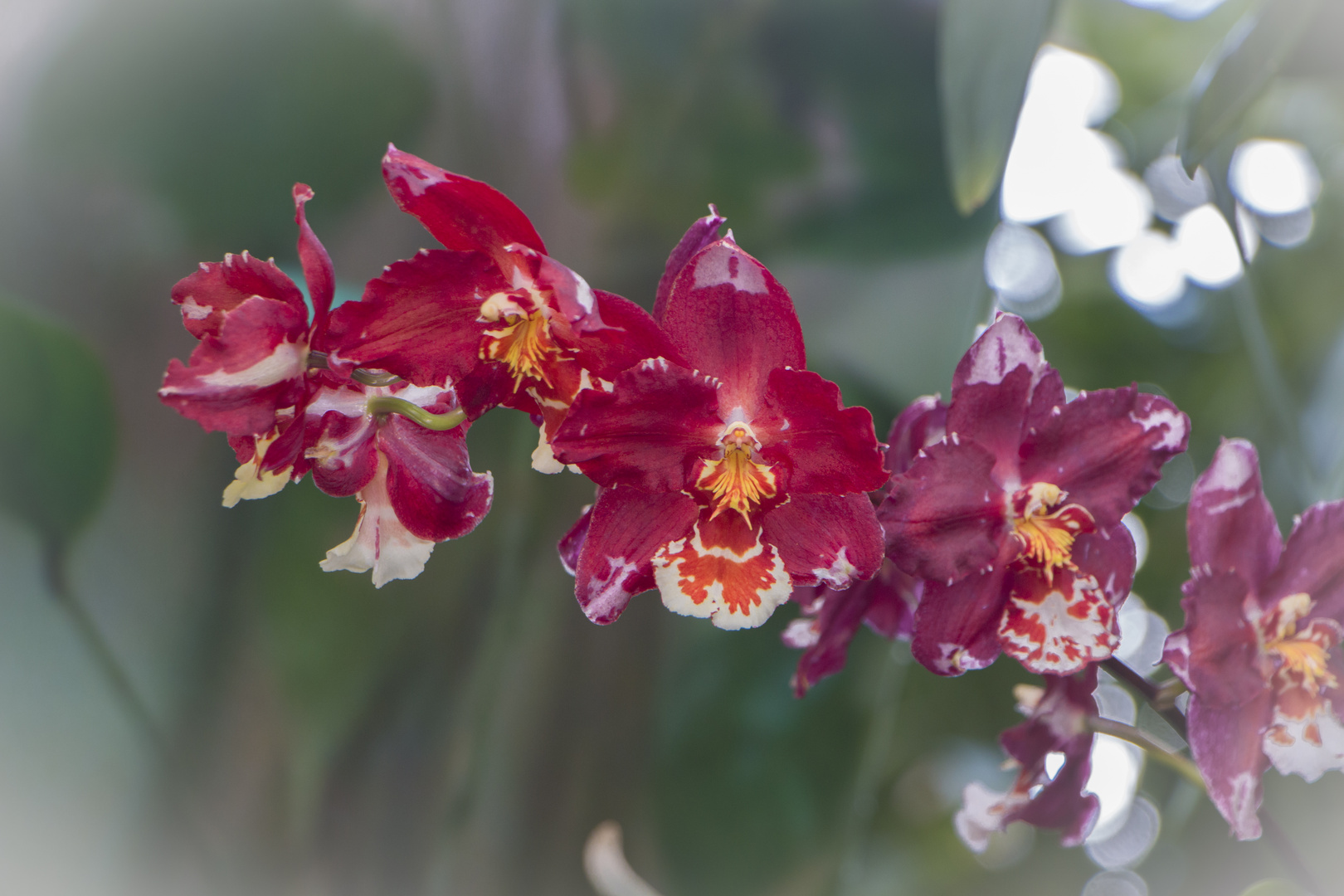 Orchideen 