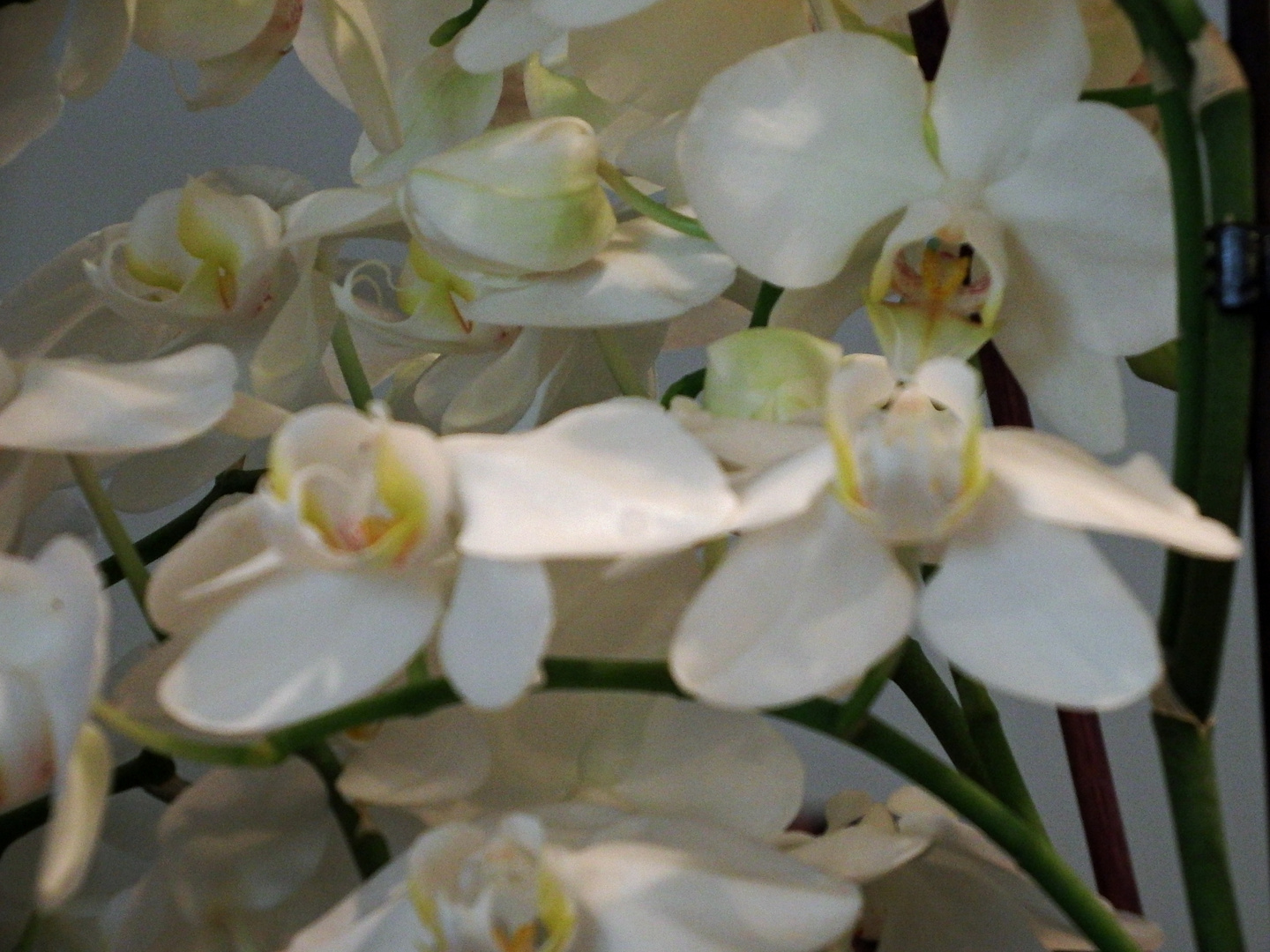 Orchideen  8