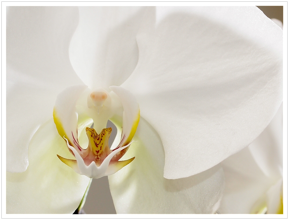 Orchideen #8