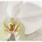 Orchideen #8