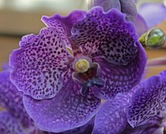Orchideen -8-