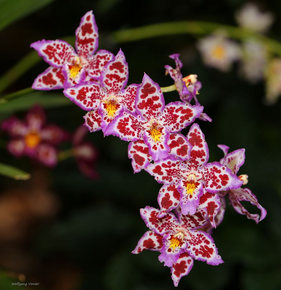 Orchideen