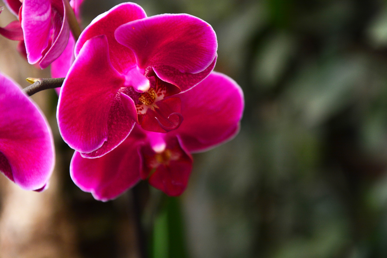 Orchideen