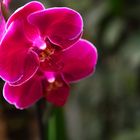 Orchideen