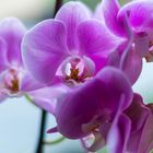 Orchideen