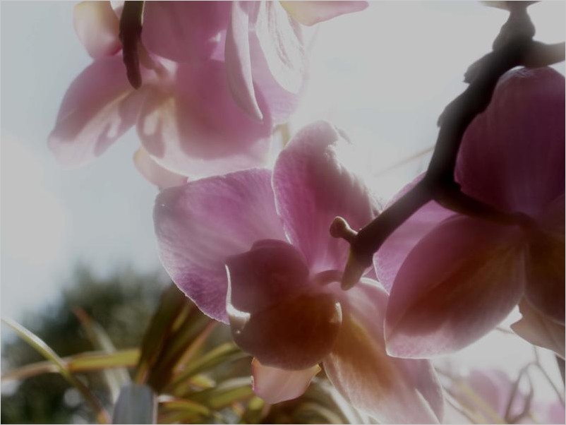 orchideen...