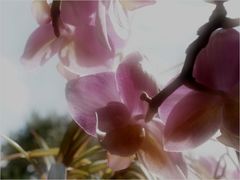 orchideen...