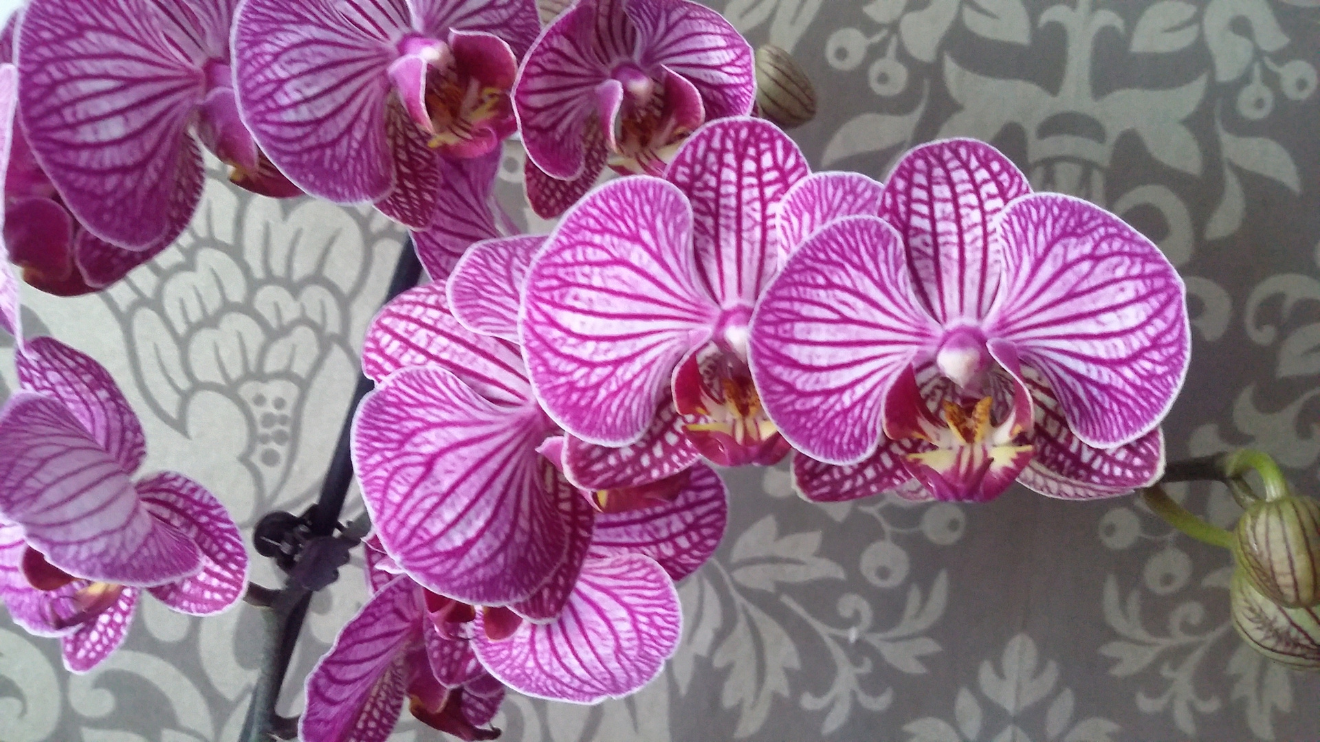 Orchideen....