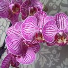 Orchideen....