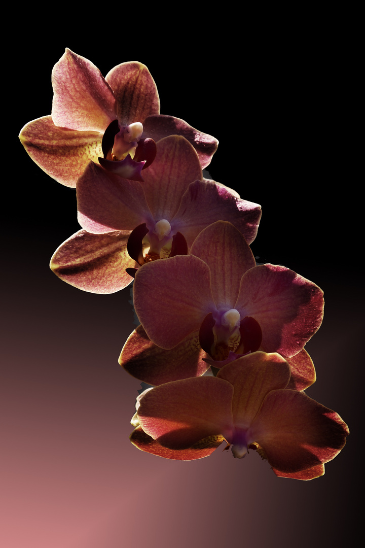 Orchideen