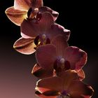 Orchideen