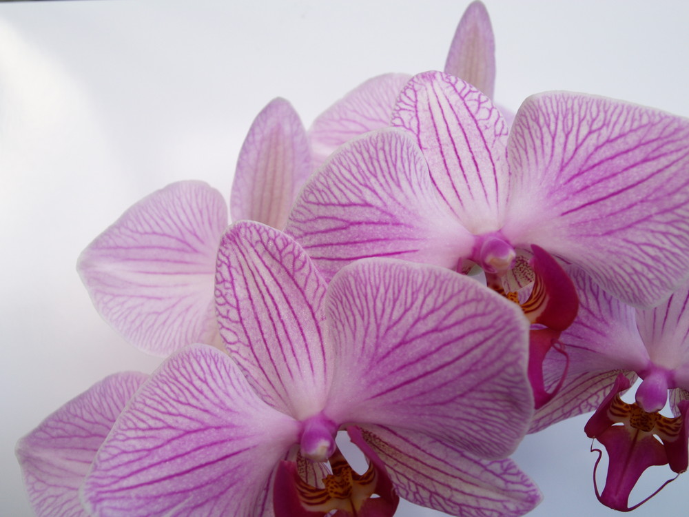 Orchideen