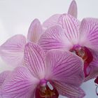 Orchideen