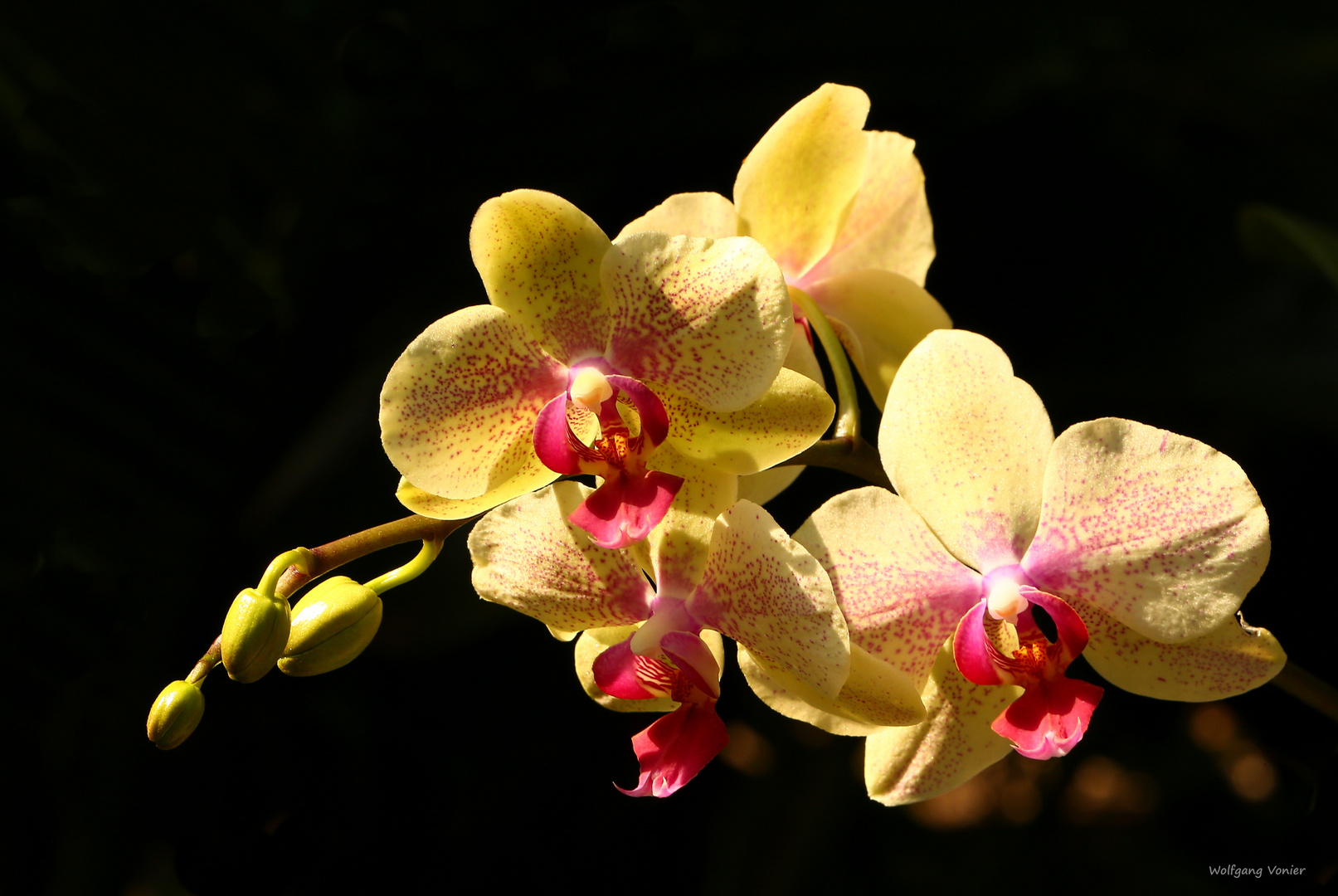 Orchideen Foto & Bild | fotos, spezial, makro Bilder auf fotocommunity