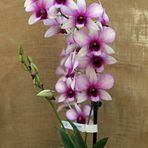 Orchideen -9-