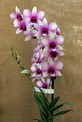 Orchideen -9-