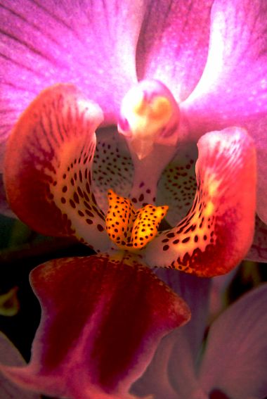 Orchideen.....