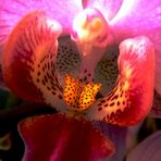 Orchideen.....