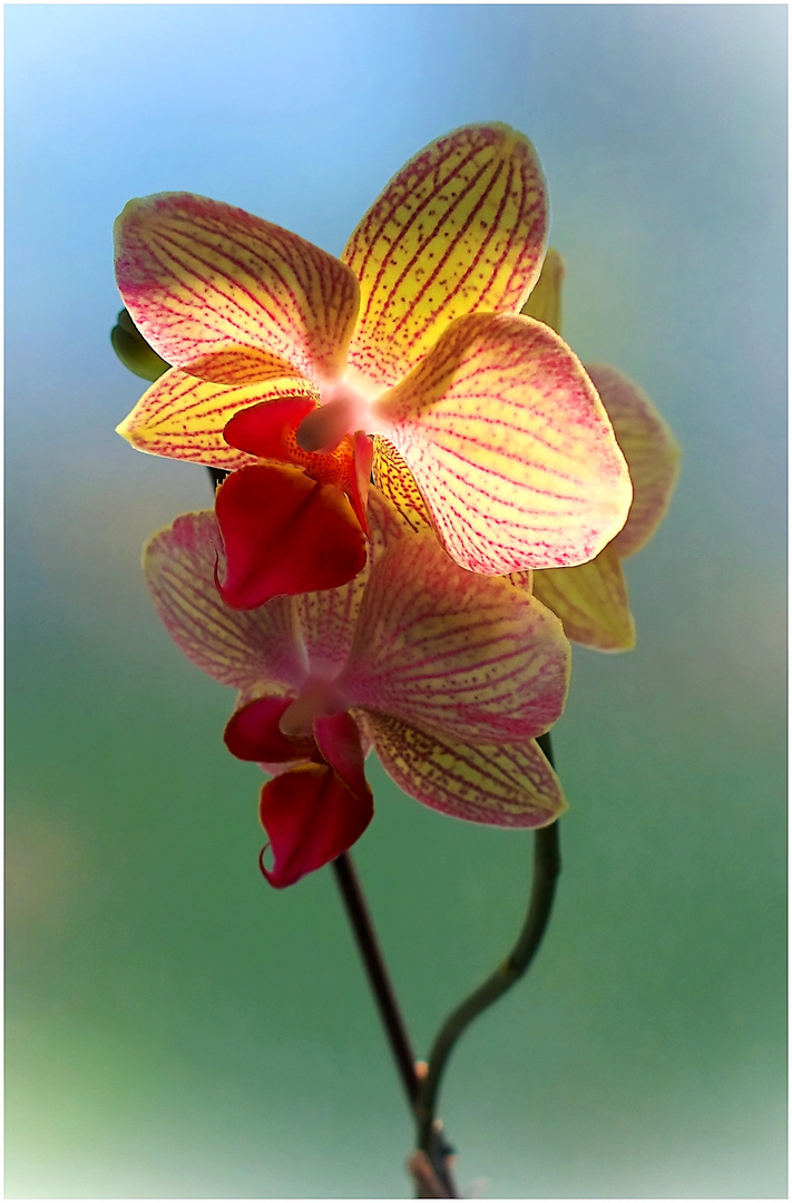 Orchideen