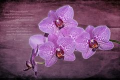 Orchideen...