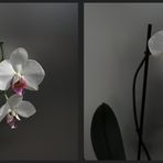 _ Orchideen _