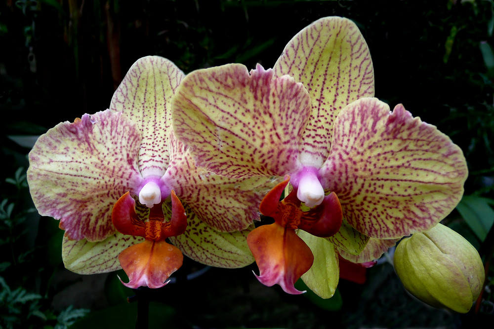 Orchideen