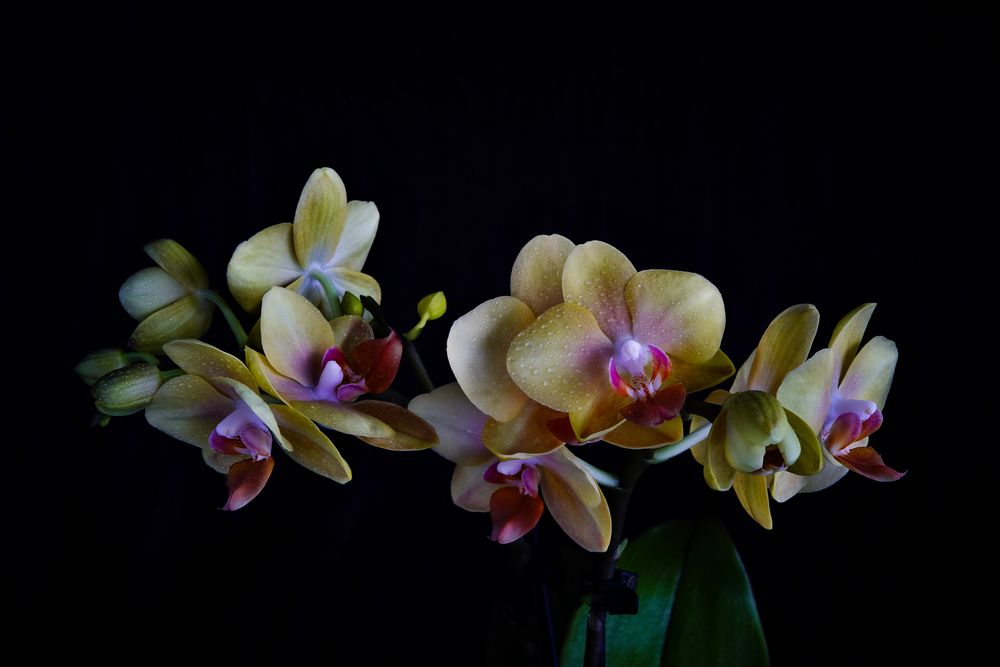 Orchideen