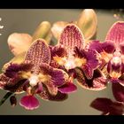 Orchideen