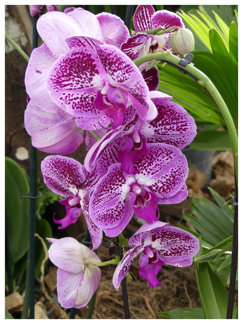 Orchideen