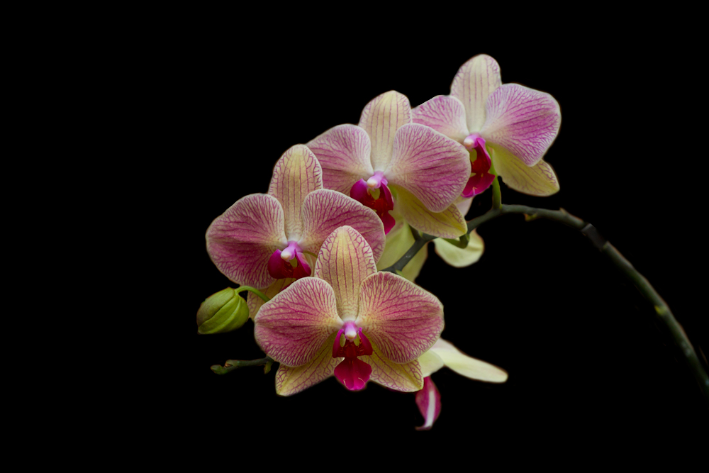 Orchideen