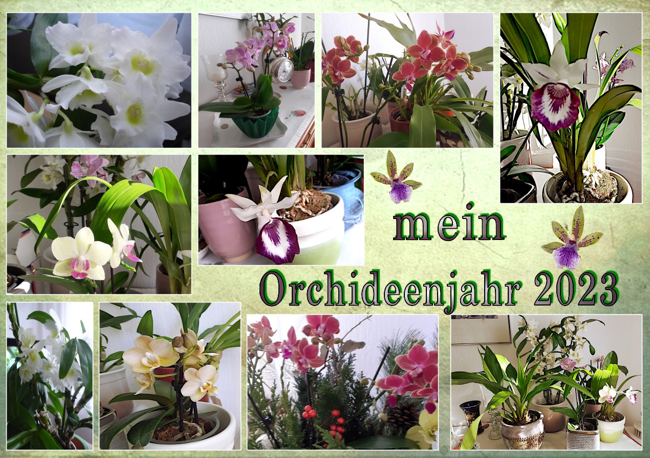 Orchideen