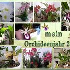 Orchideen