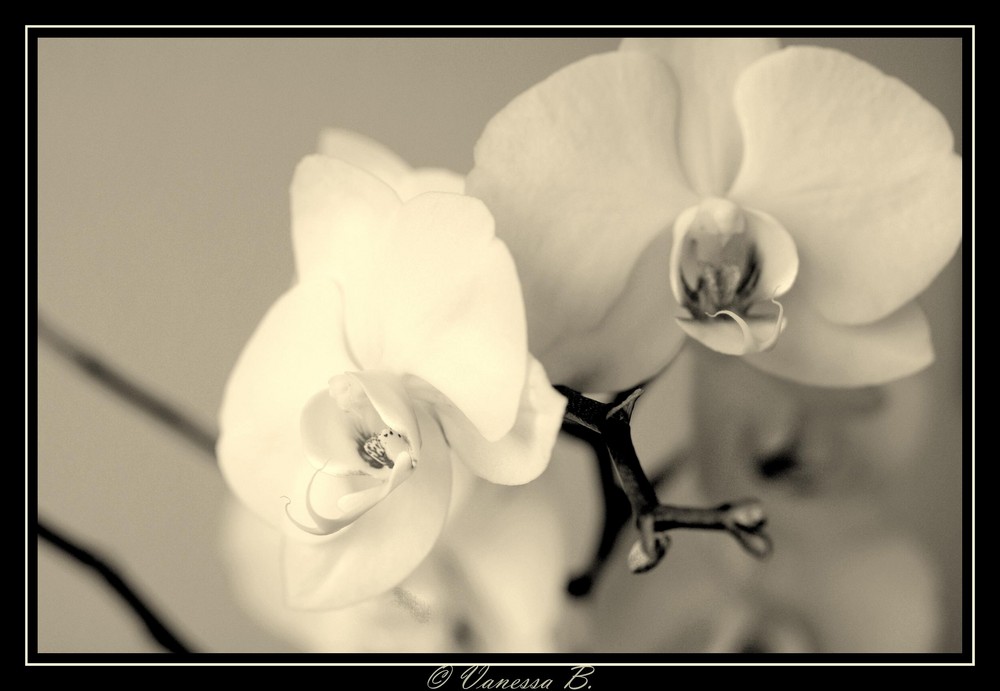*Orchideen*