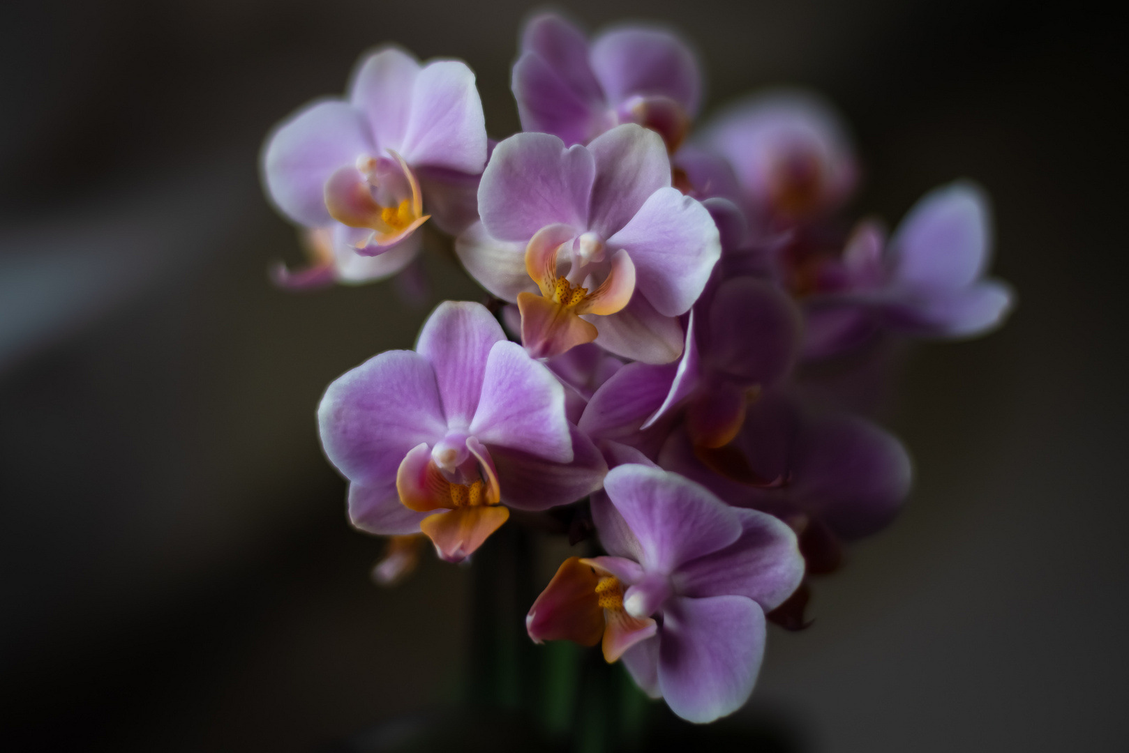 Orchideen