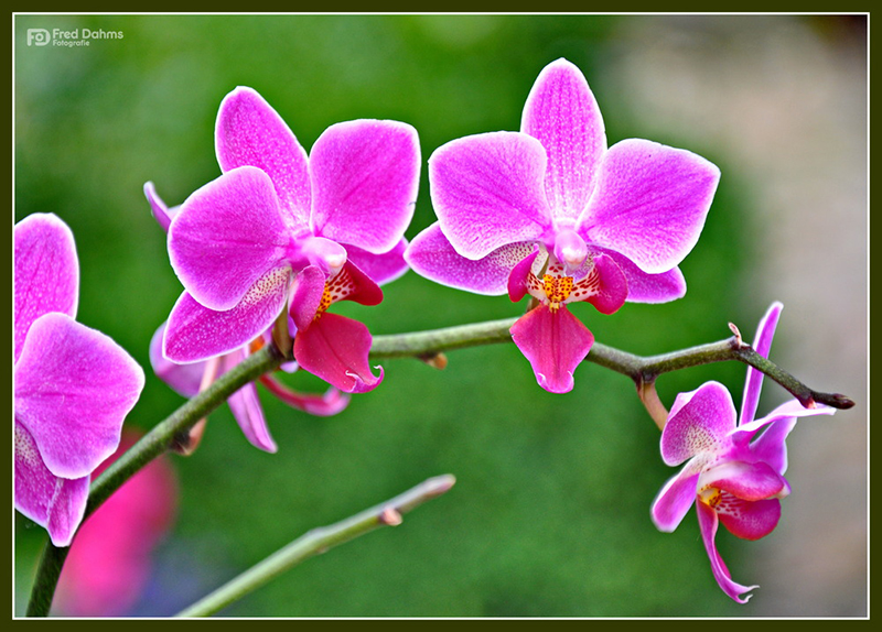 Orchideen