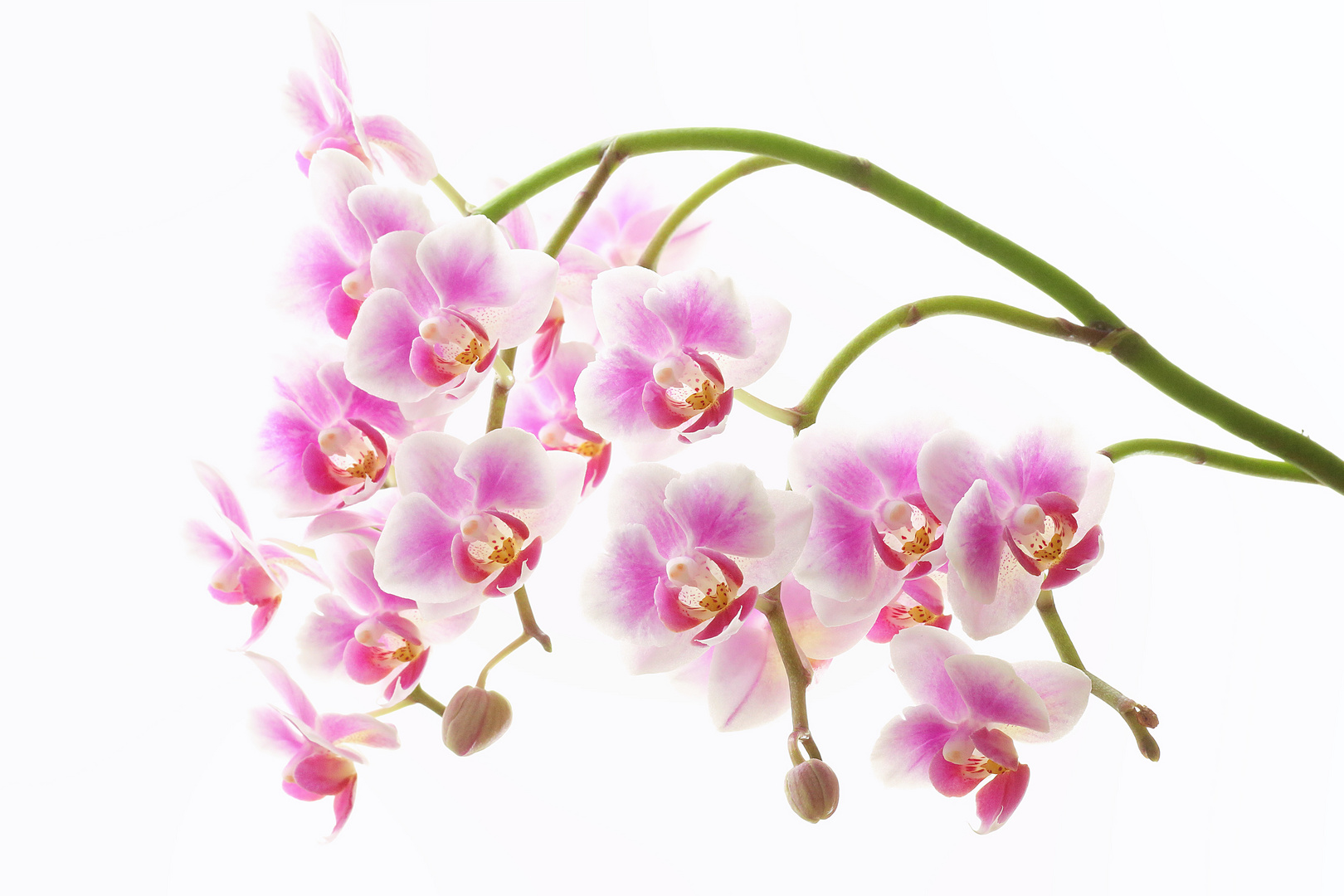 ...Orchideen...