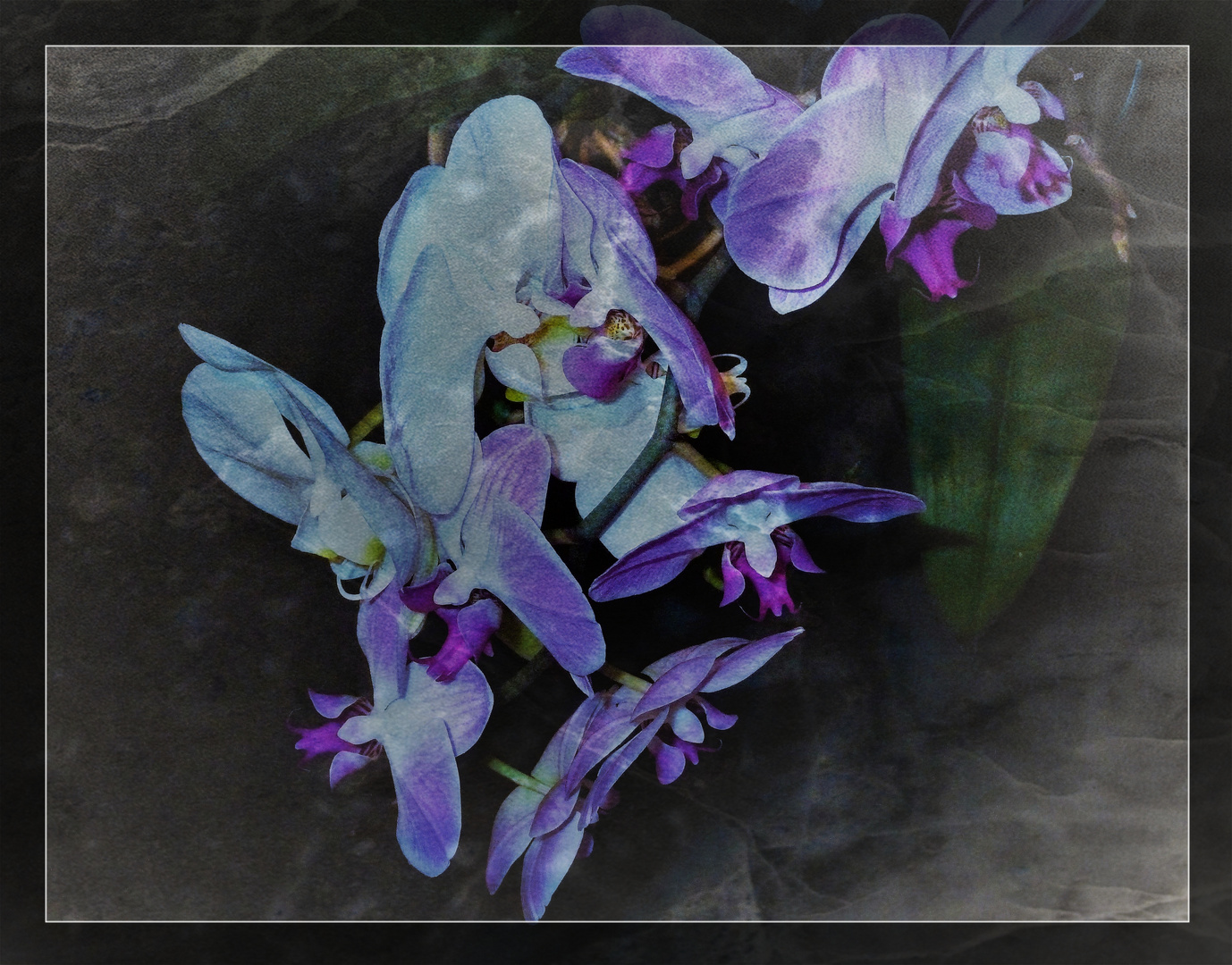 #.....Orchideen.....#