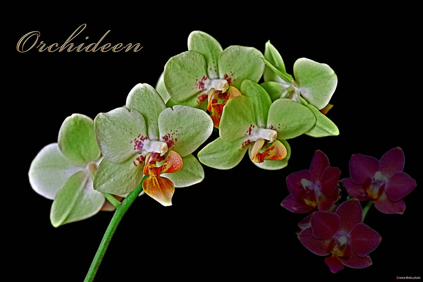 Orchideen