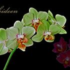 Orchideen