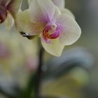 orchideen