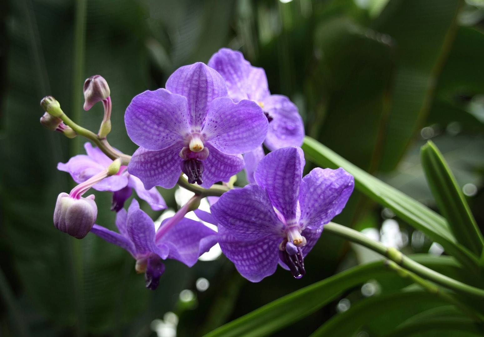 Orchideen....