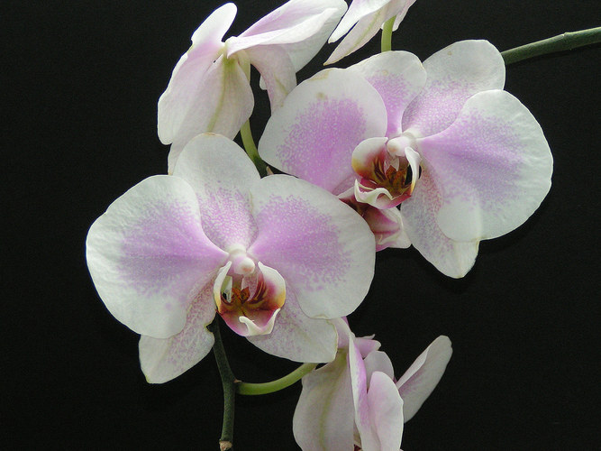 Orchideen