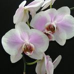 Orchideen